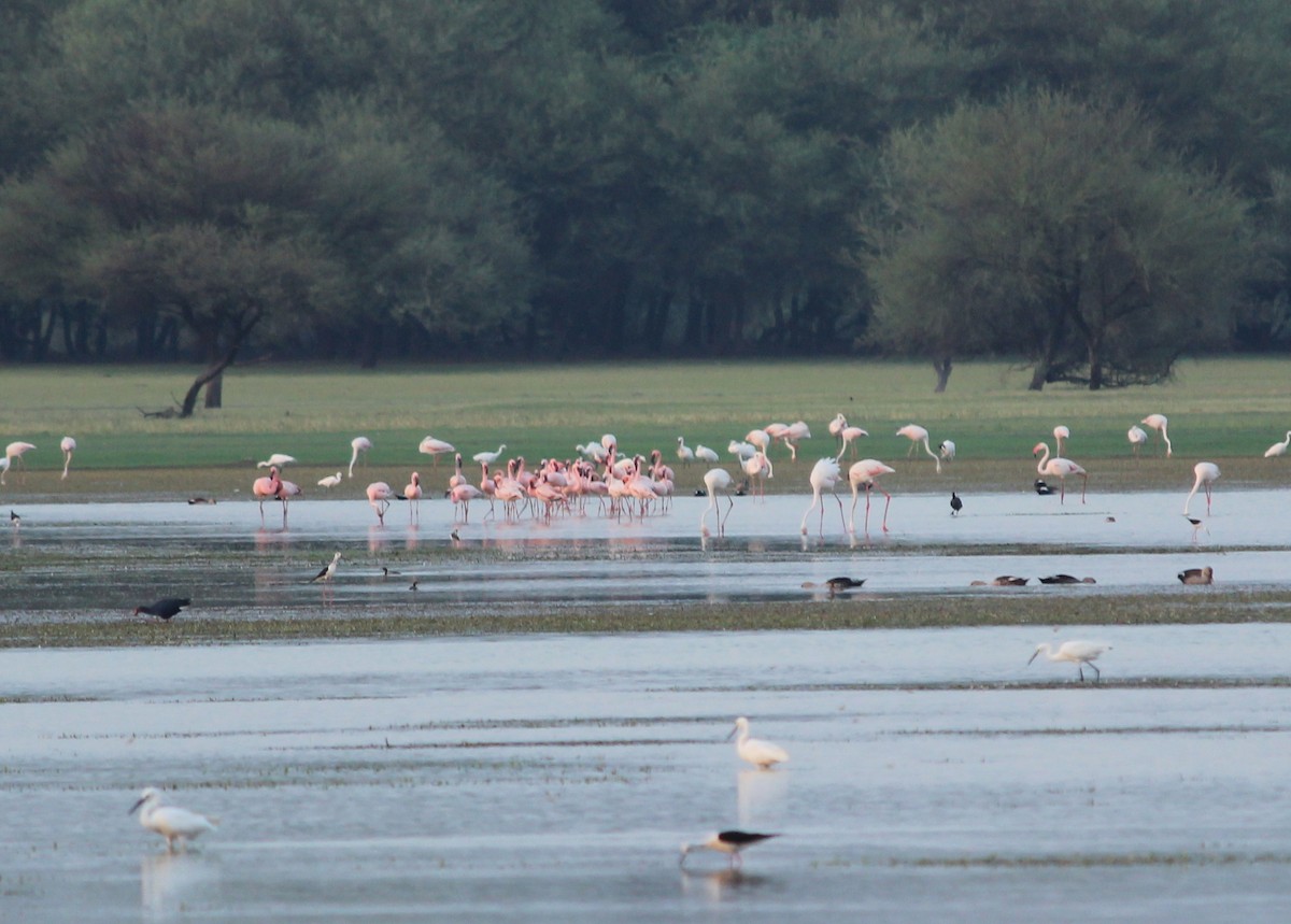 Lesser Flamingo - Rajubhai Patel