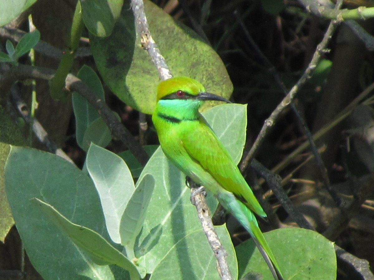 Asian Green Bee-eater - ML206242921