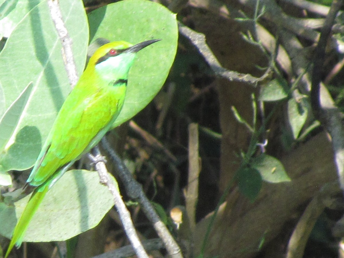 Asian Green Bee-eater - ML206242931