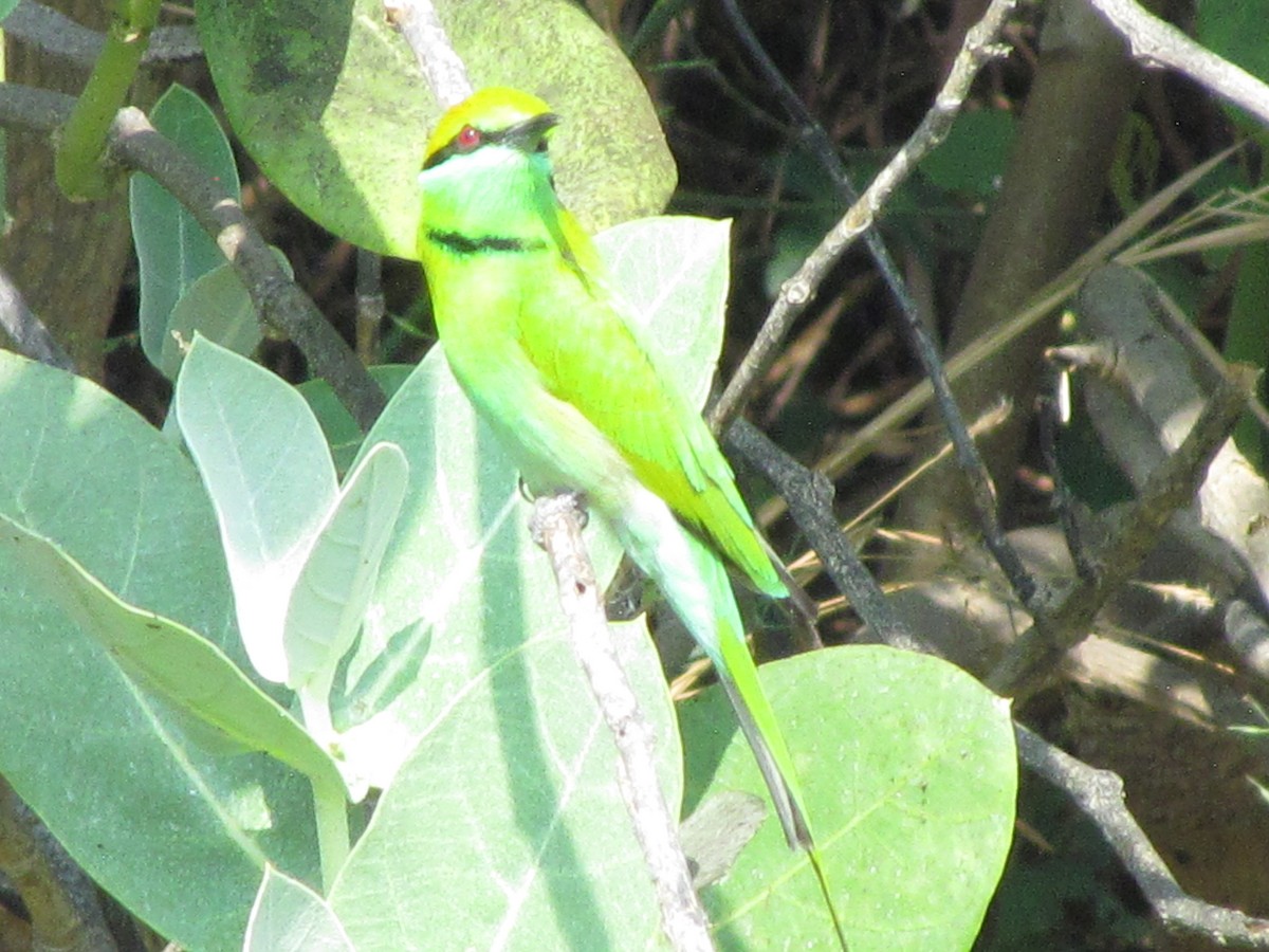 Asian Green Bee-eater - ML206242941