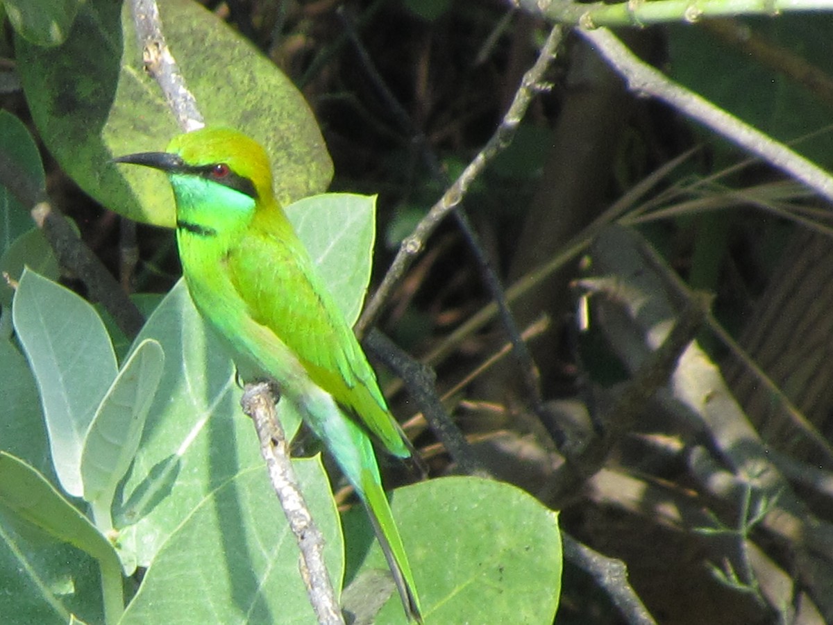 Asian Green Bee-eater - ML206242951