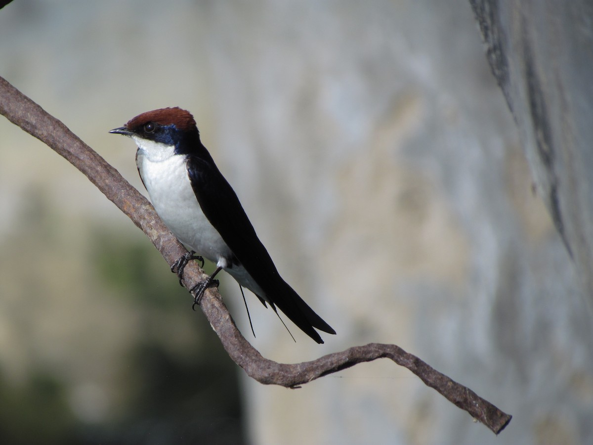 Wire-tailed Swallow - ML206243131