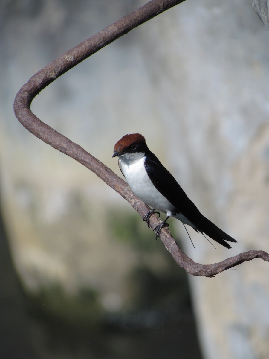 Wire-tailed Swallow - ML206243141
