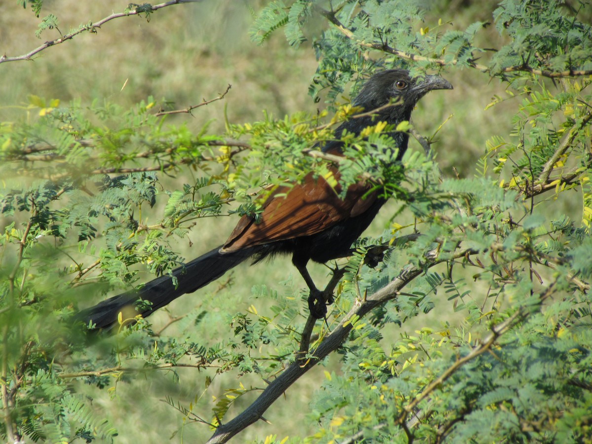 Greater Coucal - ML206243171