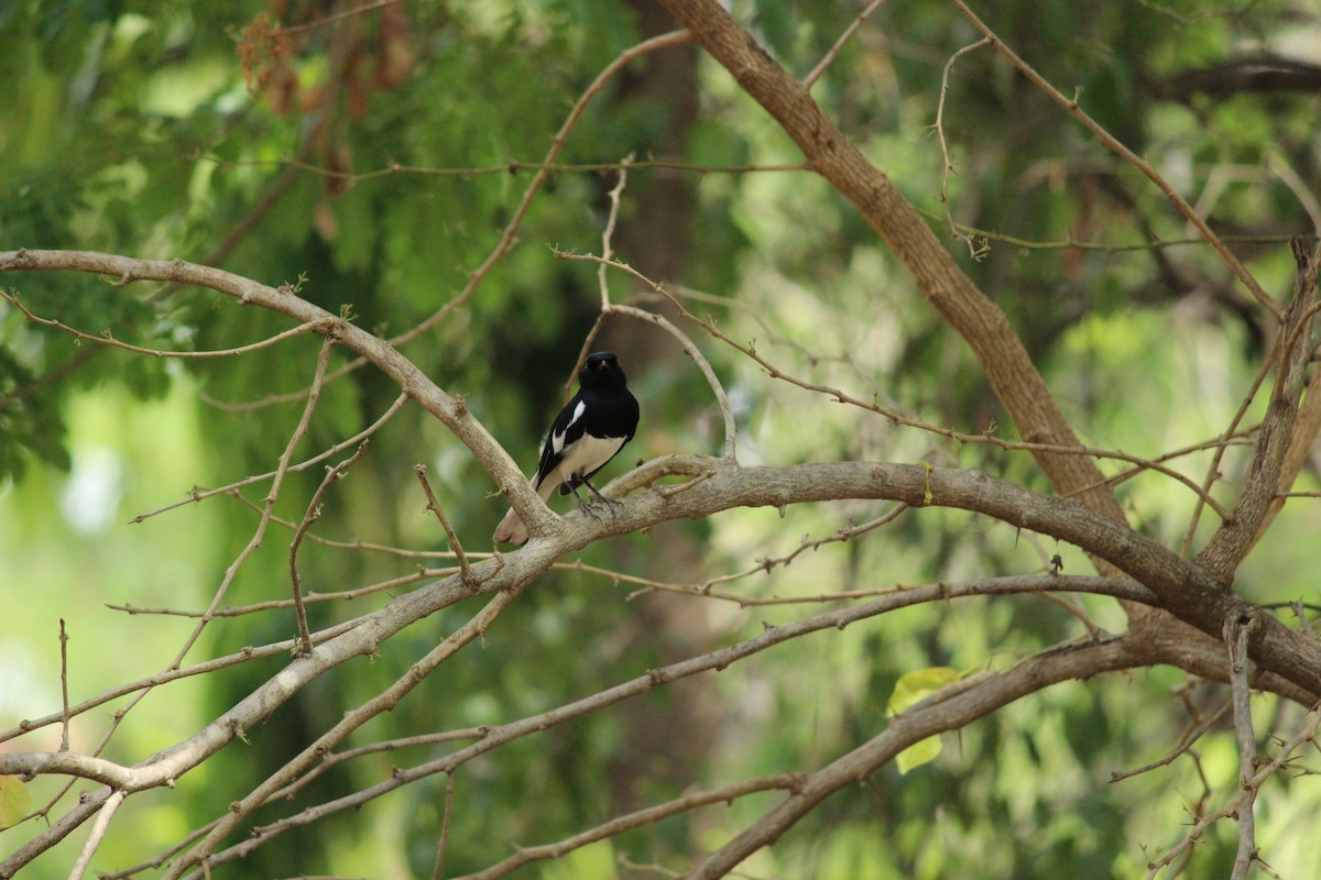 Oriental Magpie-Robin - Rajubhai Patel