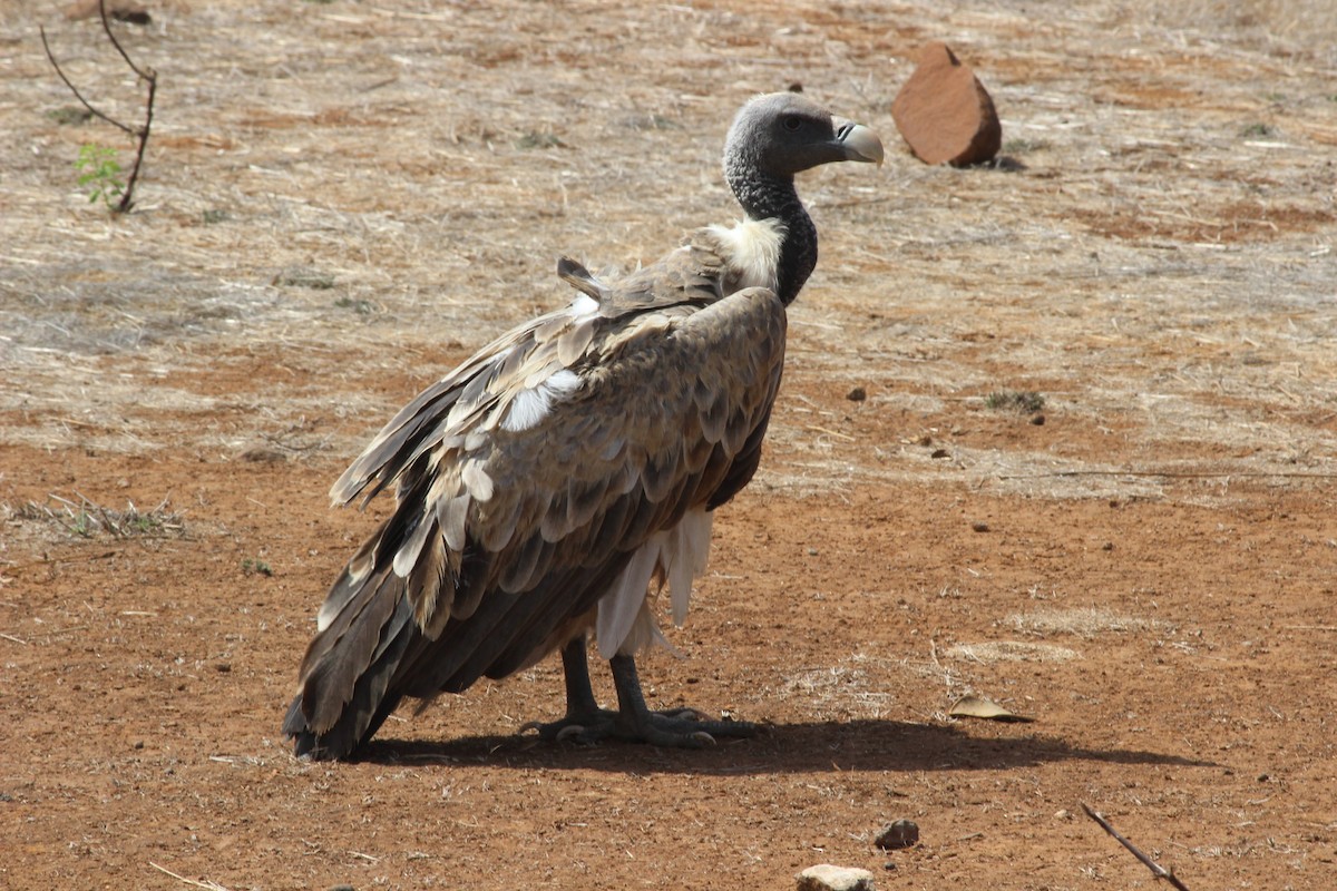 Indian Vulture - ML206243801