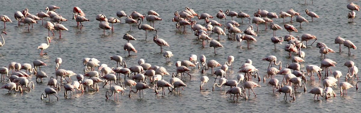 Greater Flamingo - ML206244171