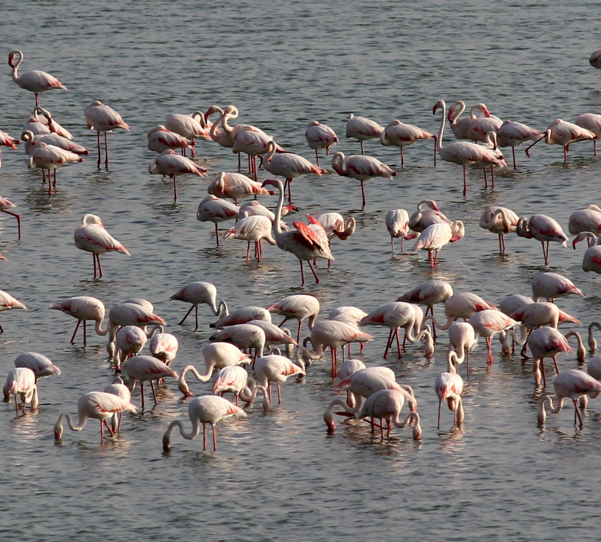 Greater Flamingo - ML206244181