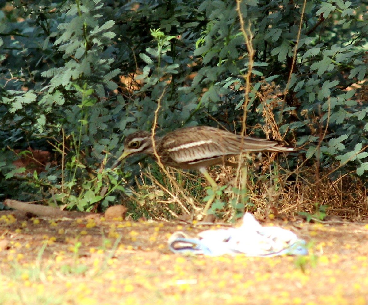 Indian Thick-knee - ML206244231
