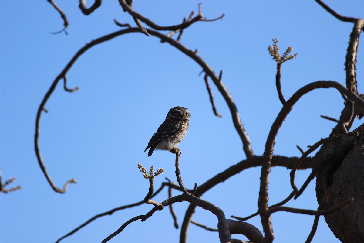 Spotted Owlet - ML206244871