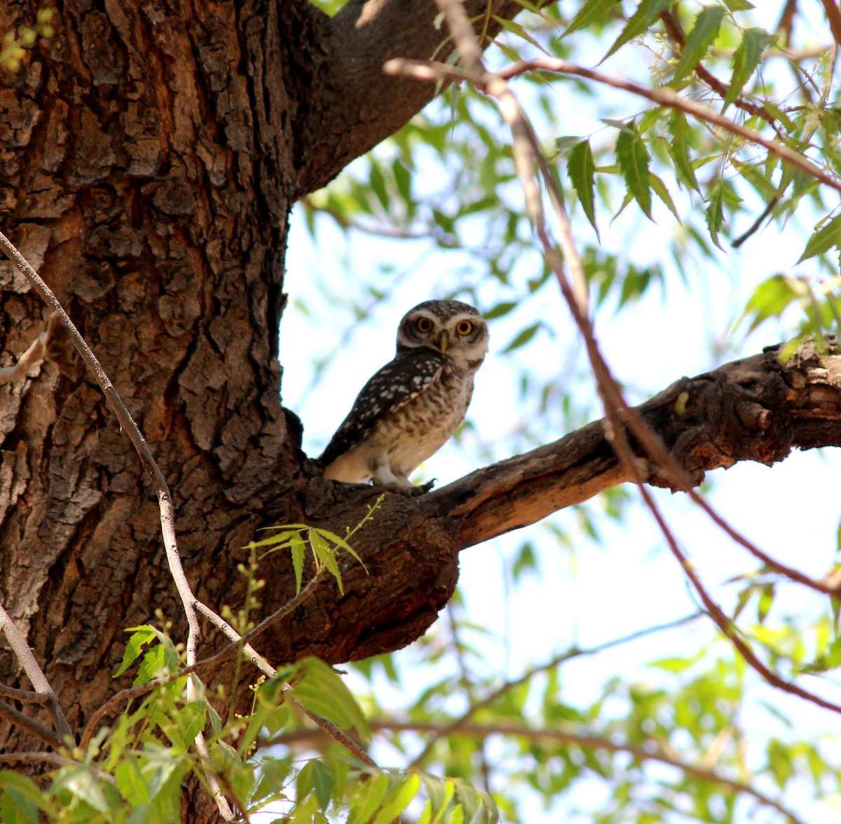 Spotted Owlet - ML206245721