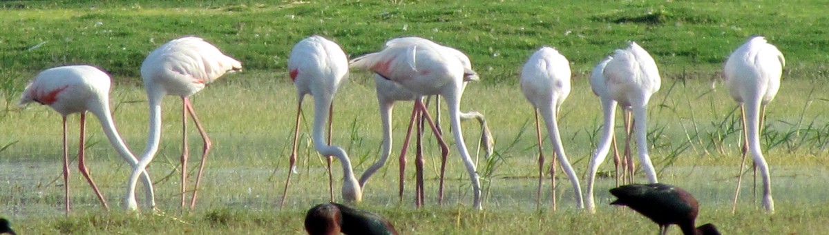 Greater Flamingo - ML206246421