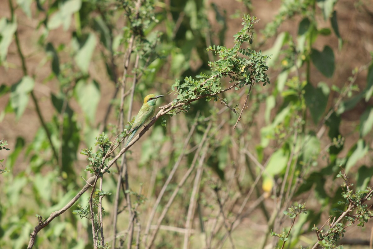 Asian Green Bee-eater - ML206246531