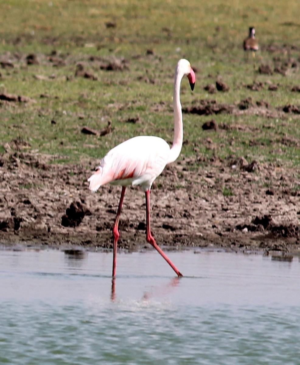 Greater Flamingo - ML206246571