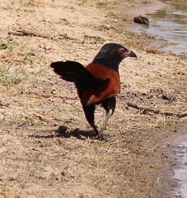 Greater Coucal - ML206246611