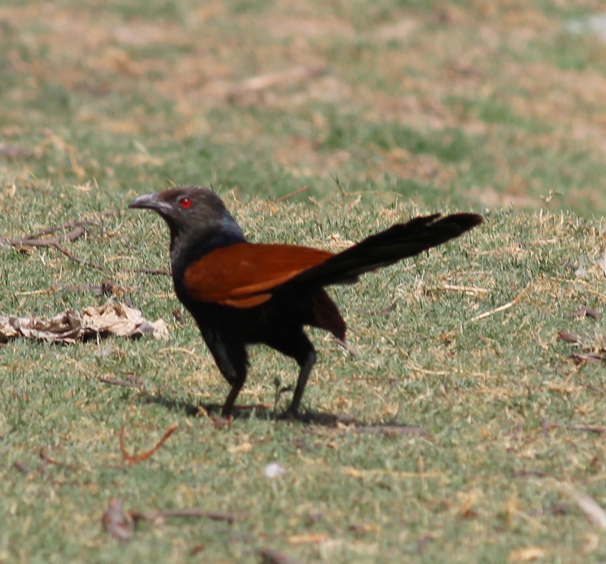 Greater Coucal - ML206246621
