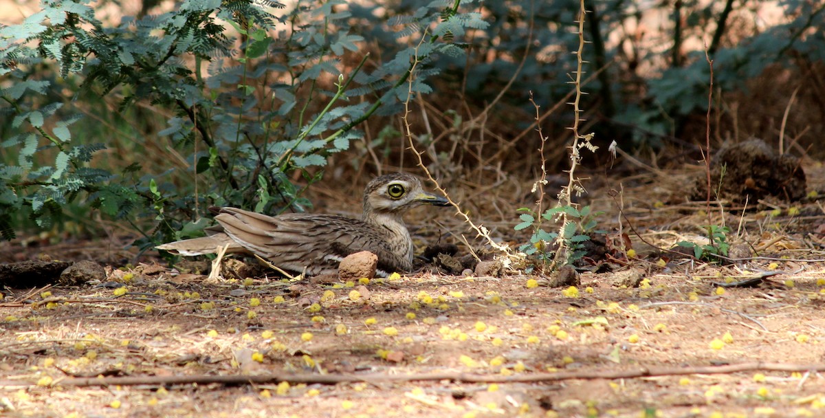 Indian Thick-knee - ML206246631