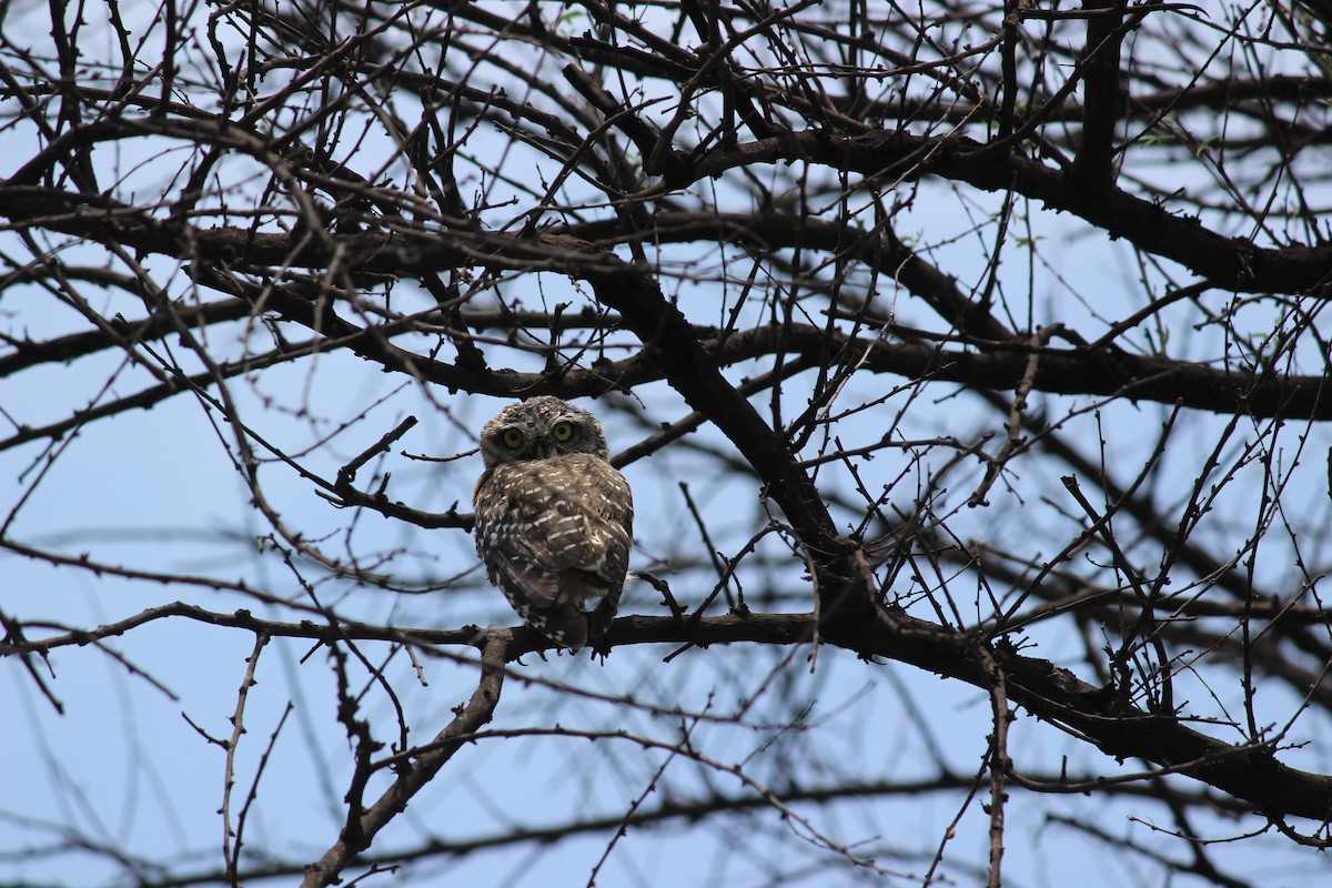 Spotted Owlet - ML206246671
