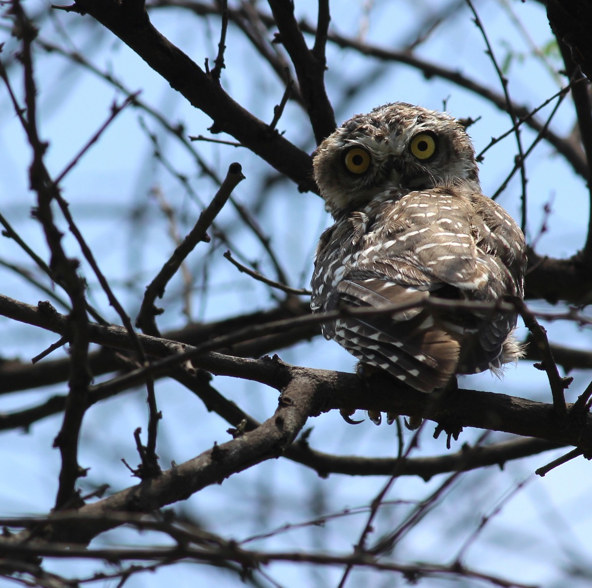 Spotted Owlet - ML206246681