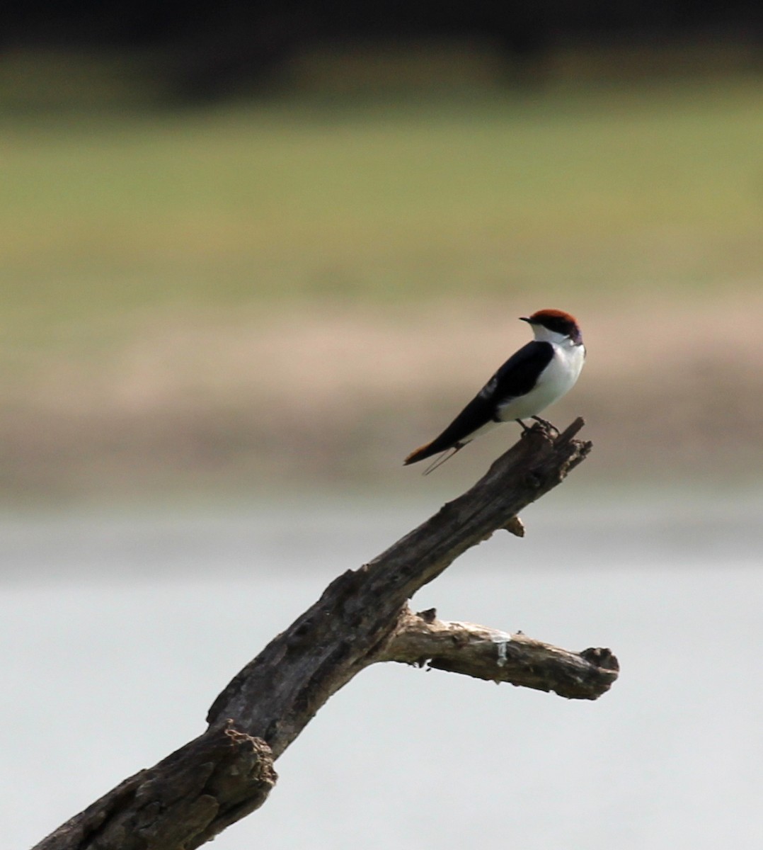 Wire-tailed Swallow - ML206246991