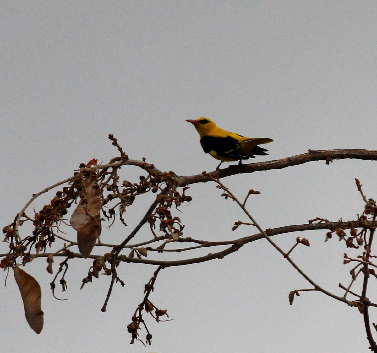 Indian Golden Oriole - ML206247231