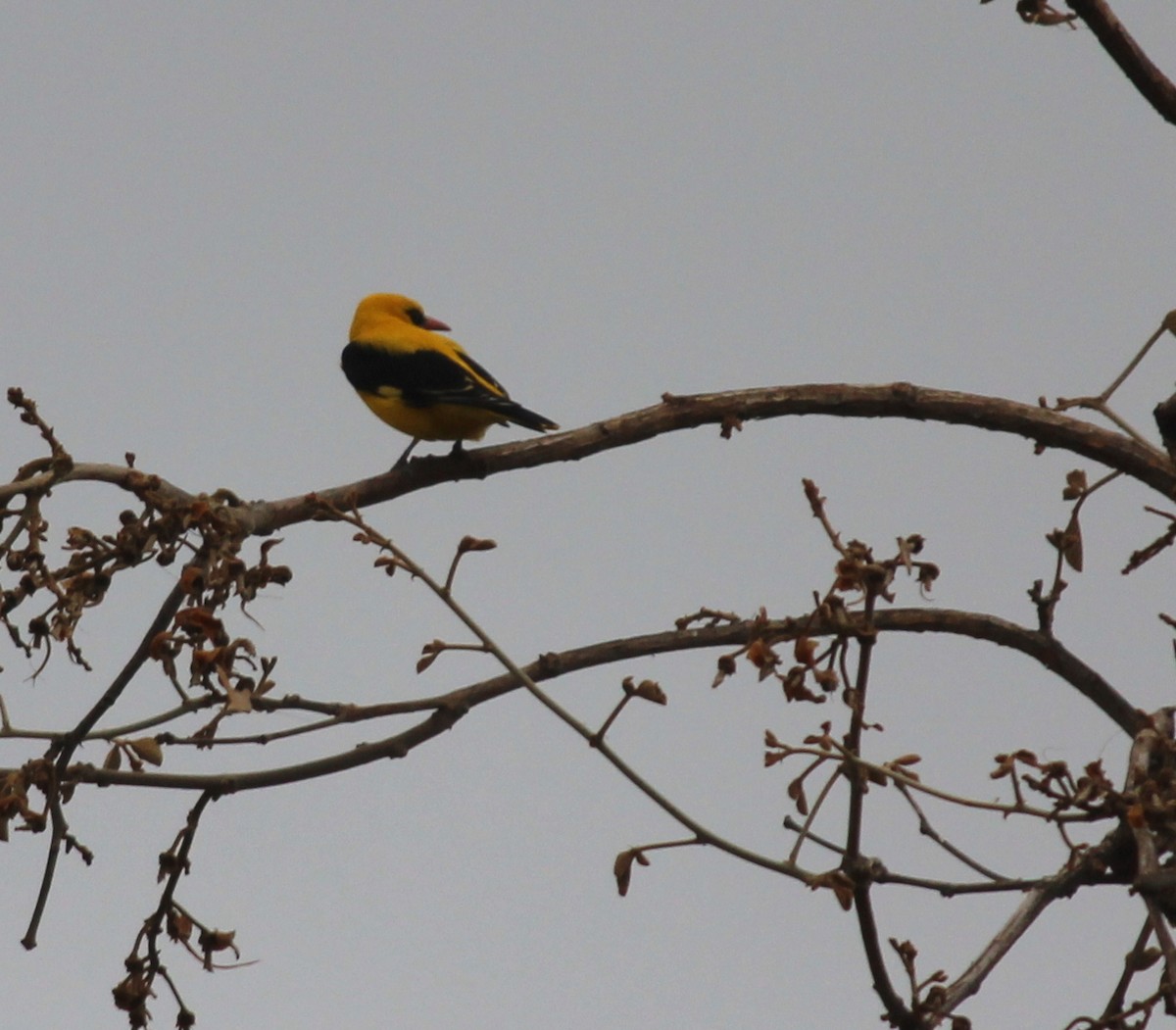 Indian Golden Oriole - ML206247241