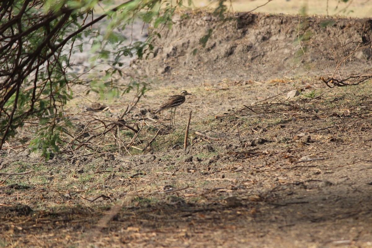 Indian Thick-knee - ML206247361