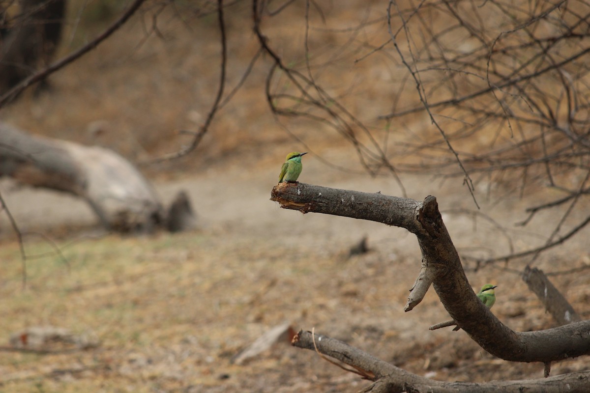 Asian Green Bee-eater - ML206247681