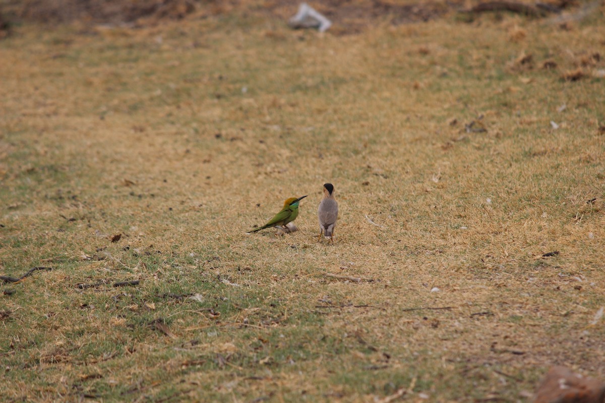 Asian Green Bee-eater - ML206247701