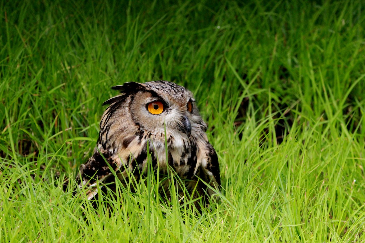 Eurasian Eagle-Owl - Rajubhai Patel