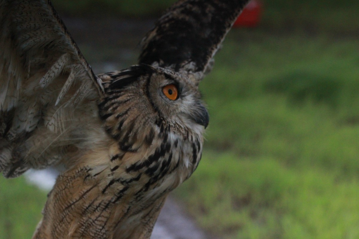 Eurasian Eagle-Owl - Rajubhai Patel