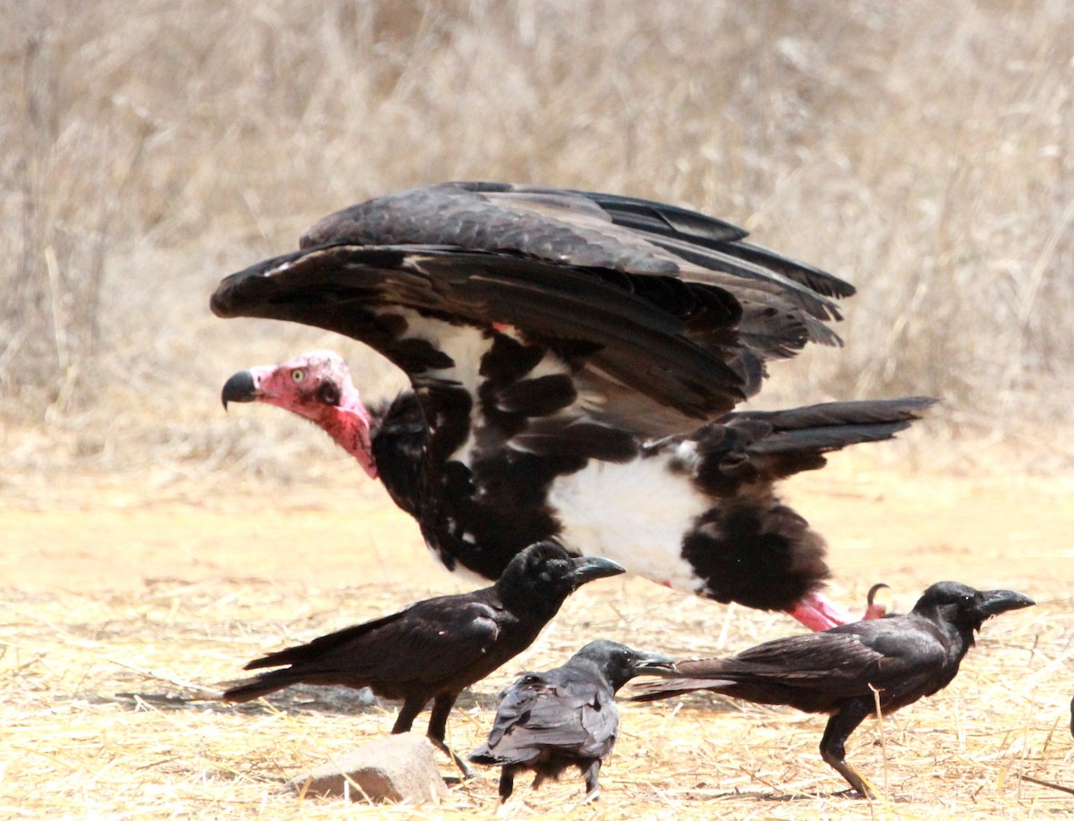 Red-headed Vulture - Rajubhai Patel
