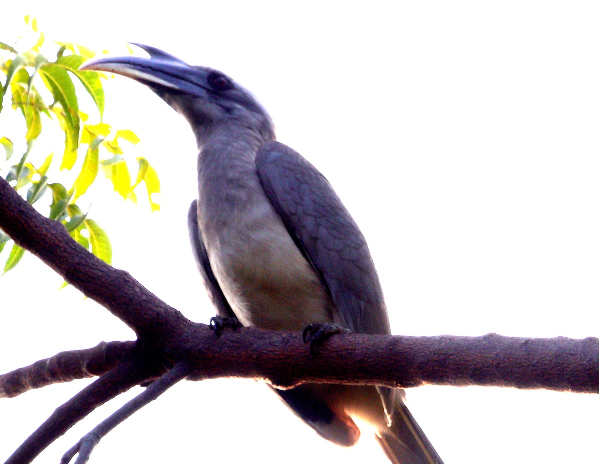 Indian Gray Hornbill - ML206248231