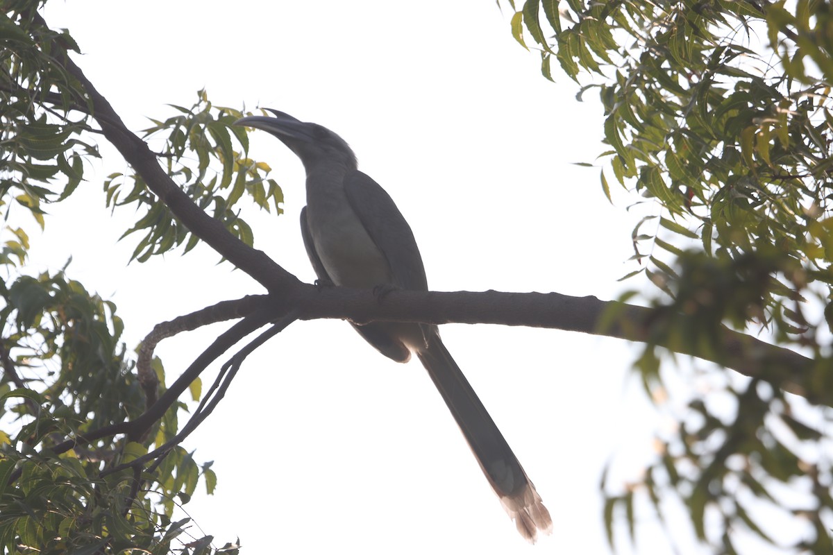 Indian Gray Hornbill - ML206248241