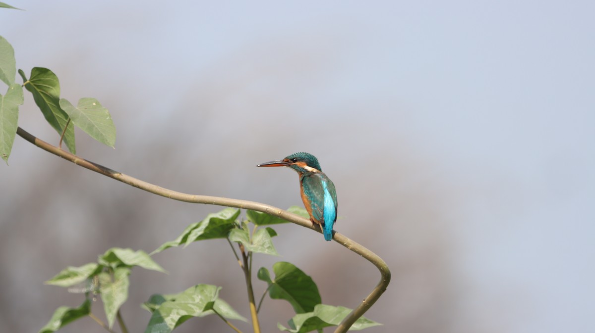 Common Kingfisher - Rajubhai Patel