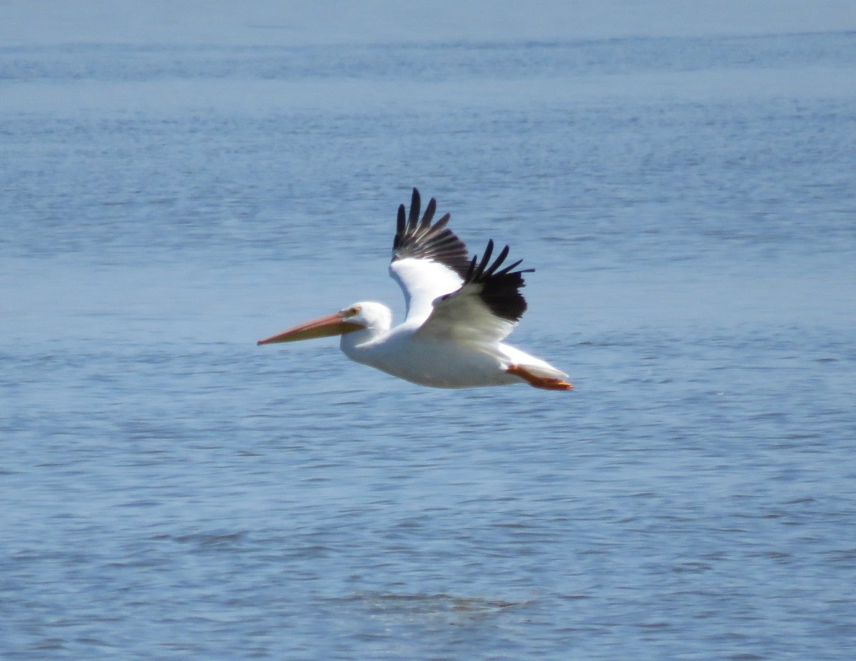 American White Pelican - Fred Shaffer