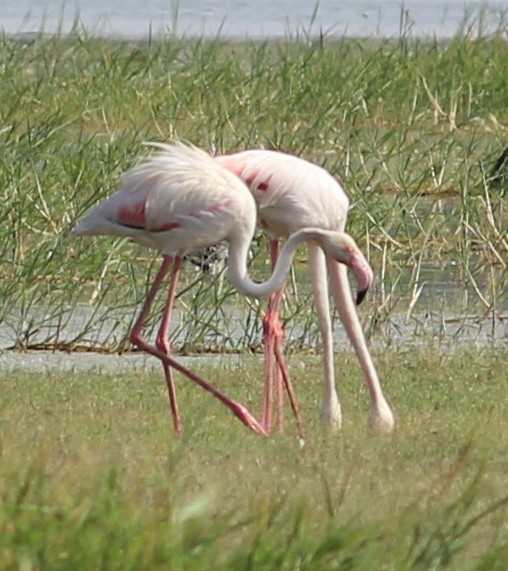 Greater Flamingo - ML206248611