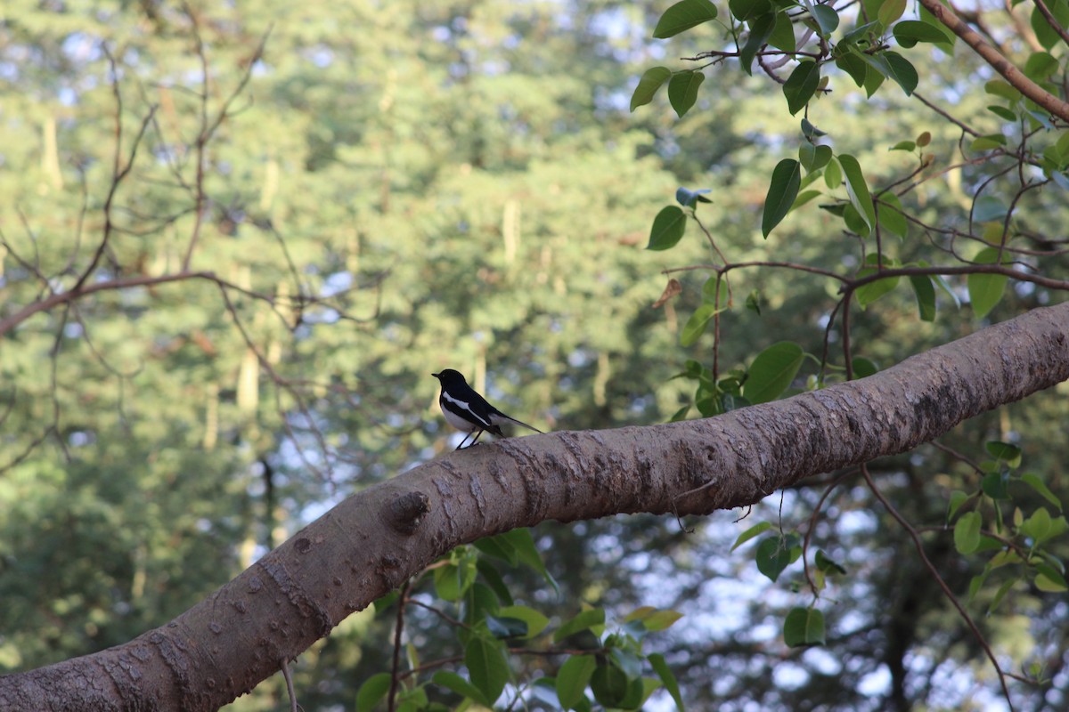 Oriental Magpie-Robin (Oriental) - ML206248631