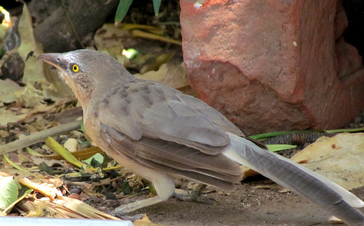 Large Gray Babbler - Rajubhai Patel