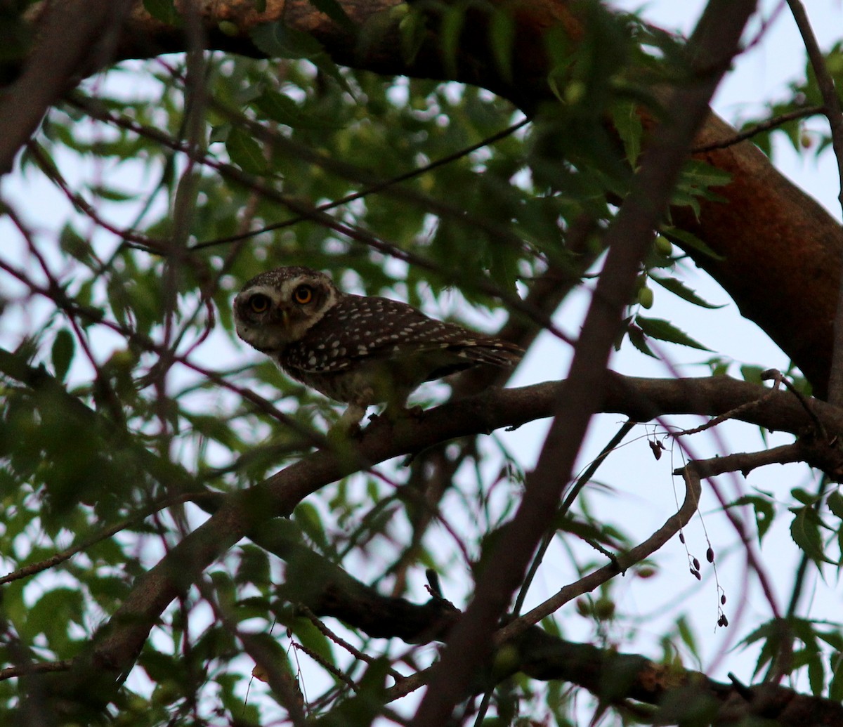 Spotted Owlet - ML206249001