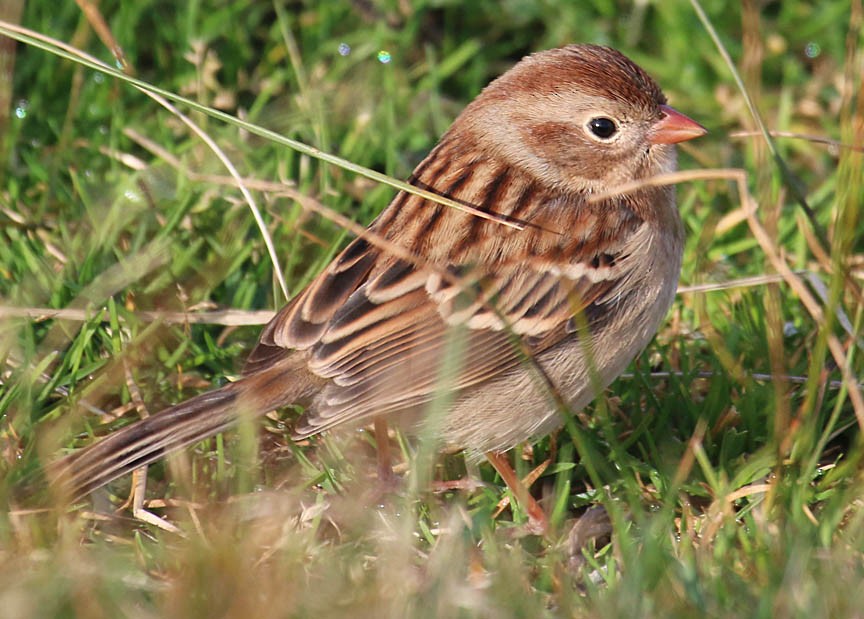 Field Sparrow - ML20624901