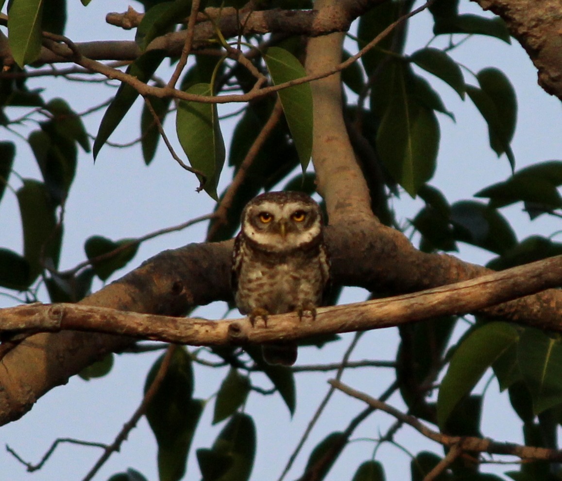 Spotted Owlet - ML206249011
