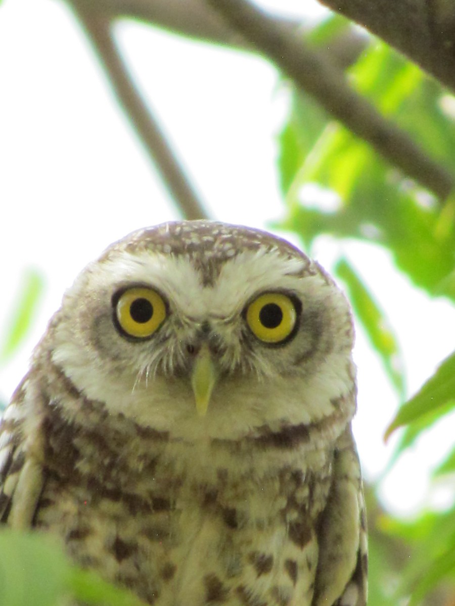 Spotted Owlet - ML206249131