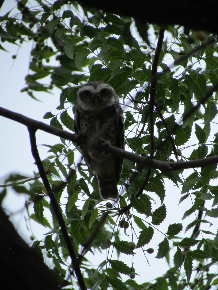 Spotted Owlet - ML206249141