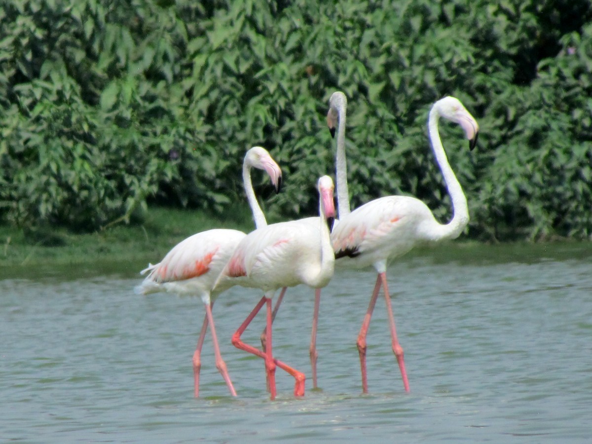 Greater Flamingo - ML206249181