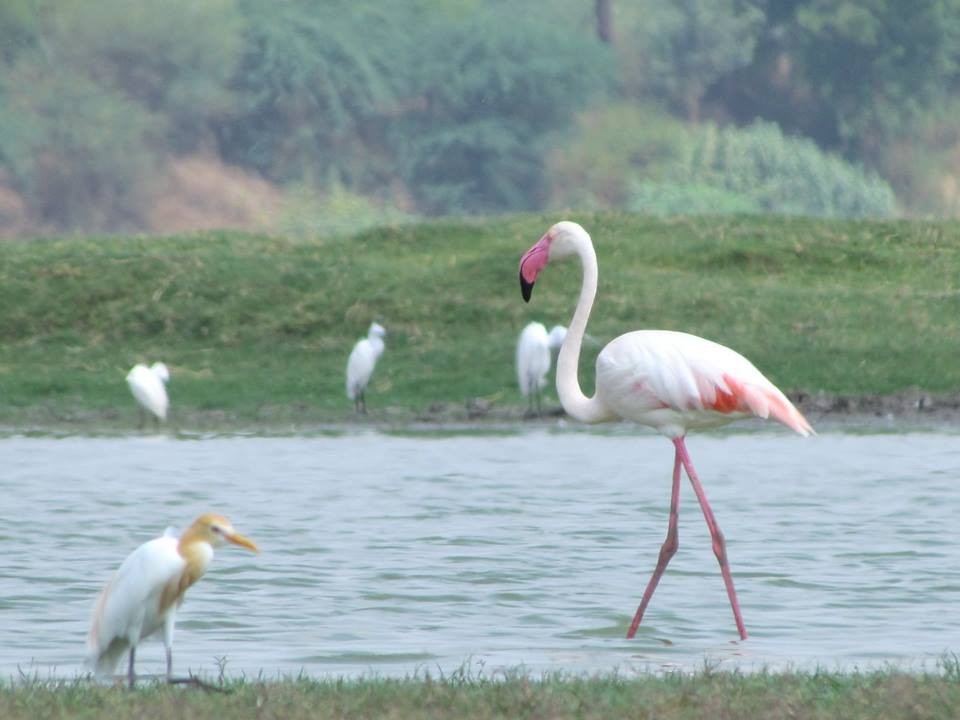 Greater Flamingo - ML206249221