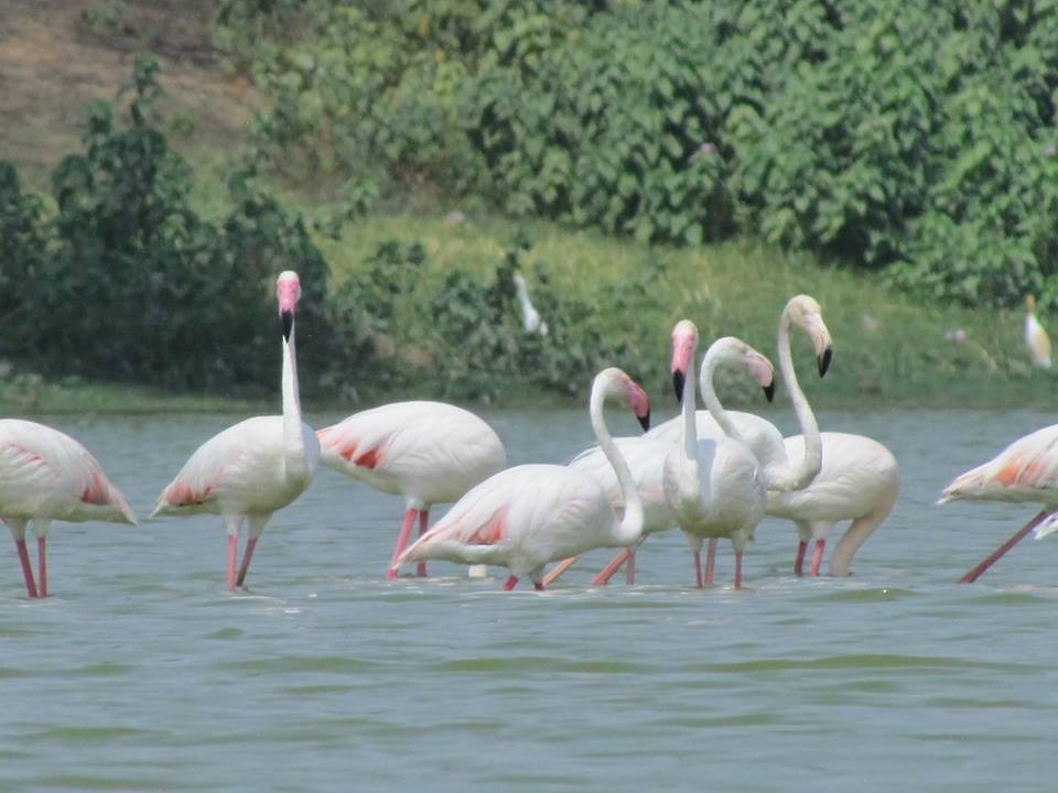 Greater Flamingo - ML206249231