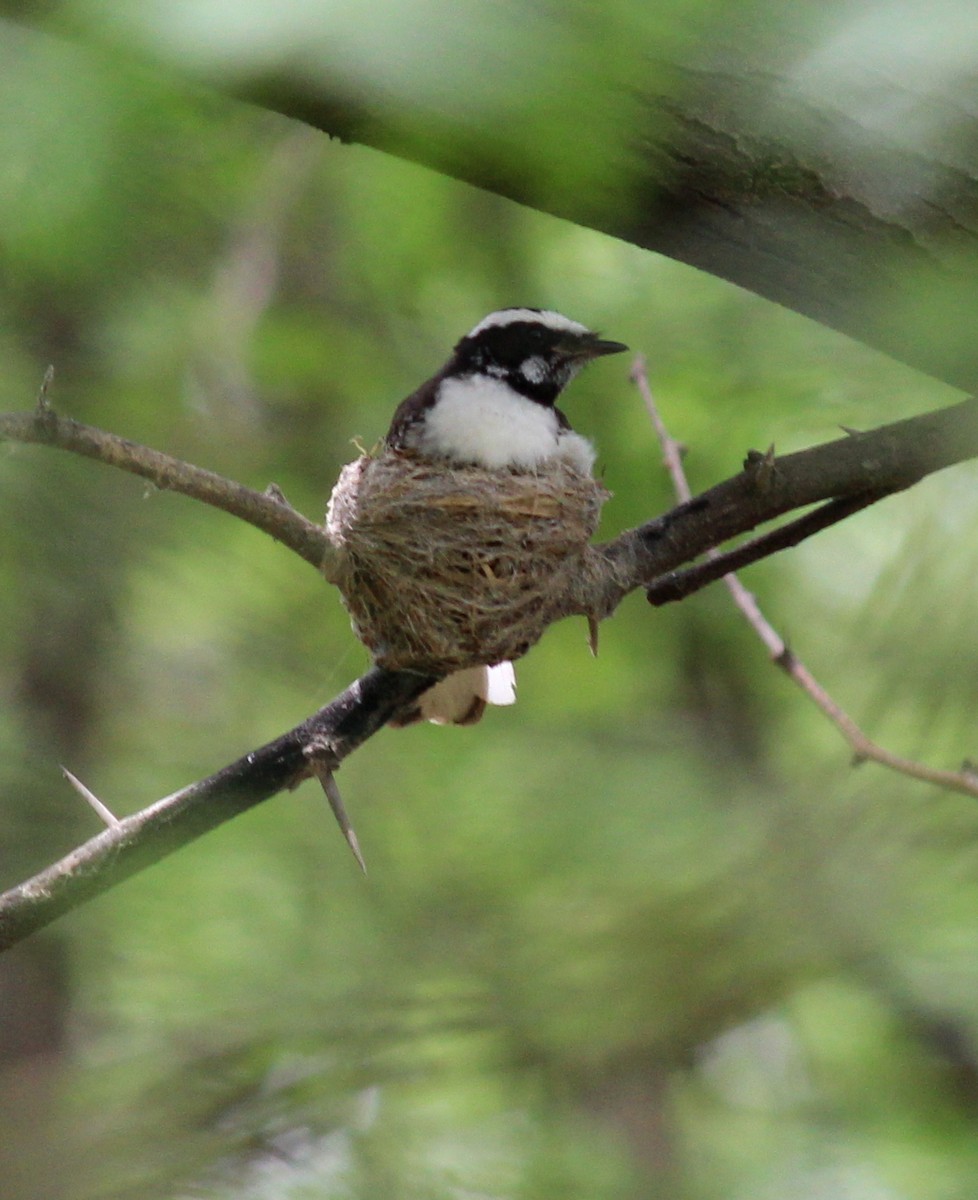 White-browed Fantail - ML206249921
