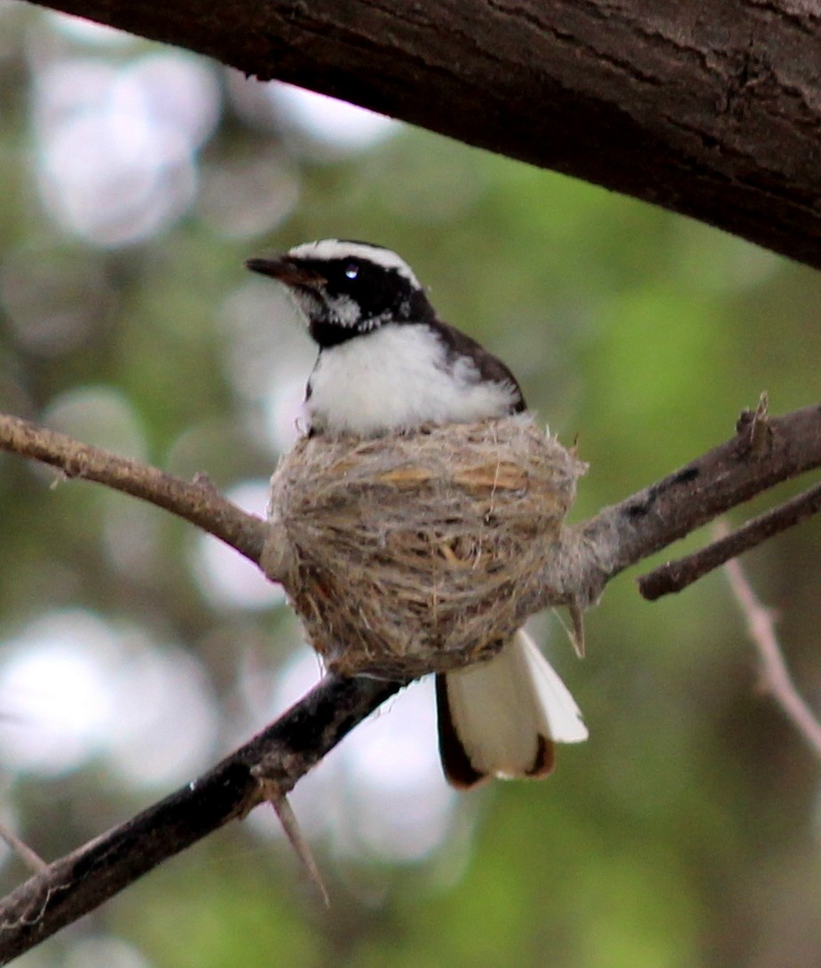 White-browed Fantail - ML206249931