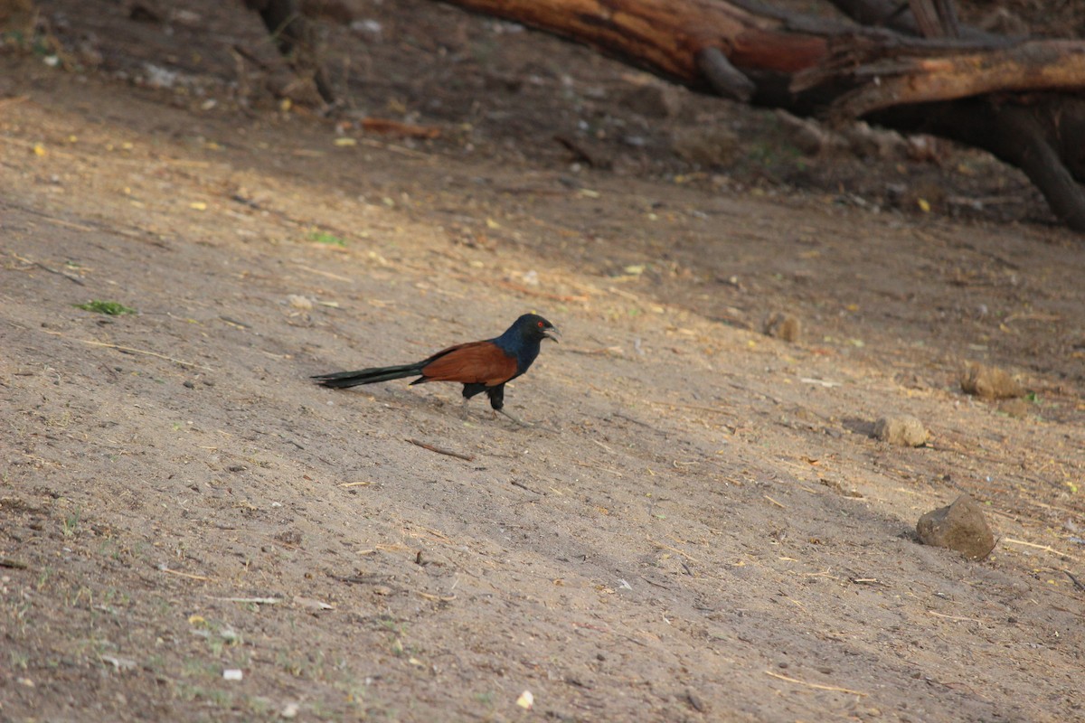 Greater Coucal - ML206250331